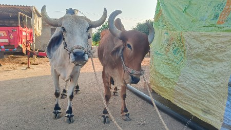 ૩  વાવણીના બળદ