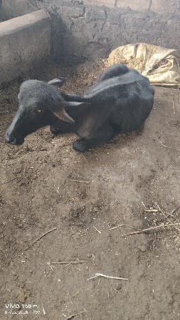 પાડો વેચવાનો છે
