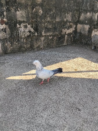 કબૂતર વેચવાના છે