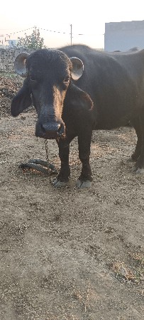 પેલું વેતર ખડેલી