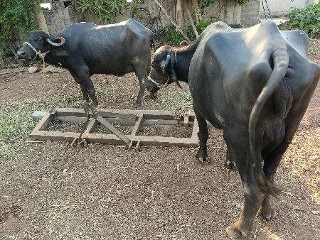 બે વ્યાસે બાકી વિયાણા