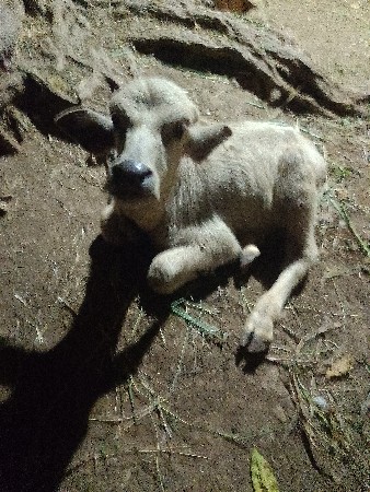 ભેંસ વેચવાની છે