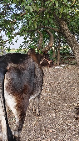 બળદ વેચવાના છે