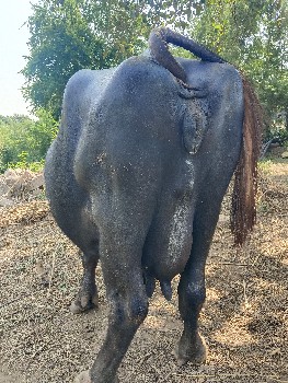 ભેંસ વેચવાની છે