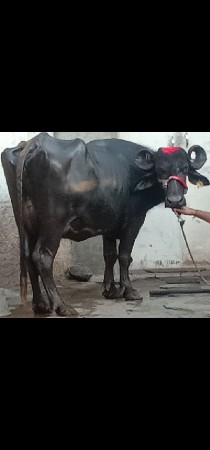 ભેંસ વેચવાનું છે 1 છે