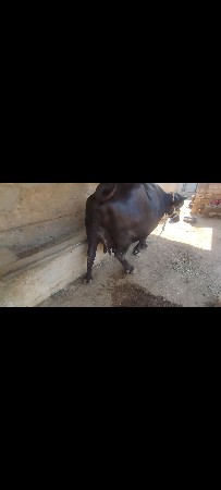 ભેંસ વેચવાની છે