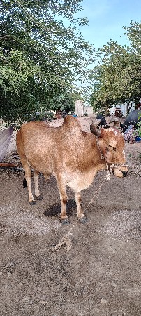 વેચવાના છે,