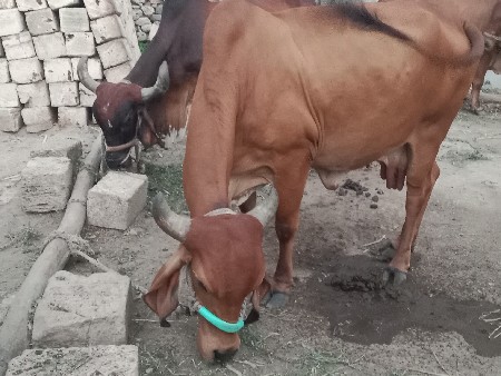 આ ગાય વેચવાની છે