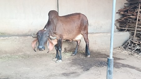 ગાય વેચવાની છે