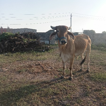 દેવભૂમિ દ્વારકા જિલ્લાના ખંભાળિયા