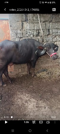 ભેંસ વેચવાની છે