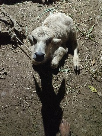 ભેંસ વેચવાની છે