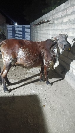 વેતર 4 વ્યાસે