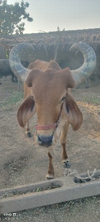 બીજી ધર ના છે