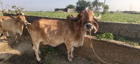ગાય વેચવાની છે