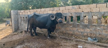 બે ભેંસો વેચવાની છે જાફરાબાદી