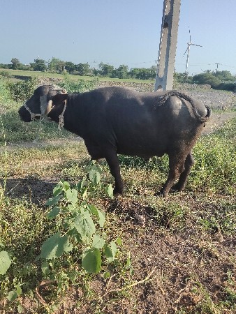 ભેંસ વેસવાની શે