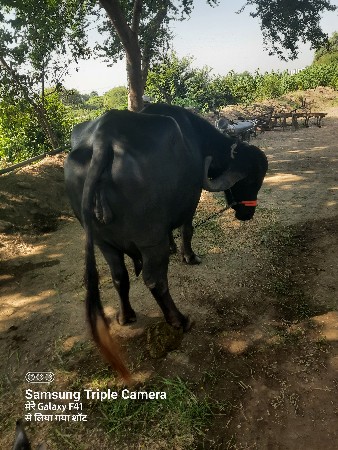 ભેંસ વેચવાની છે