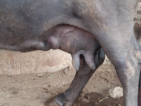 ૨ મહીના ની વીયાણલ છે