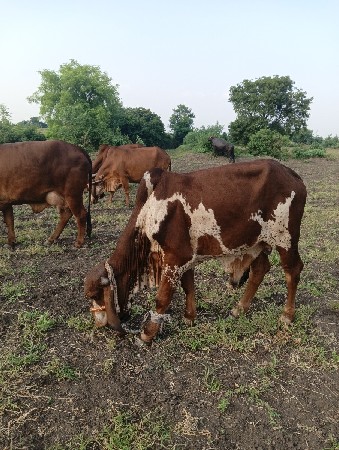 બળદ વેચવાનો છે
