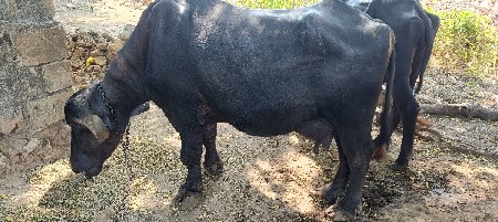 ભેંસ વેચવા ની છે .
