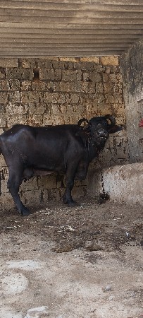ભેસ વેચવાની સે