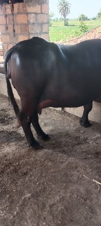 ભેસ