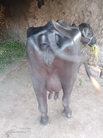 ભેંસ વેચવાની છે ચોથો વેતર છે