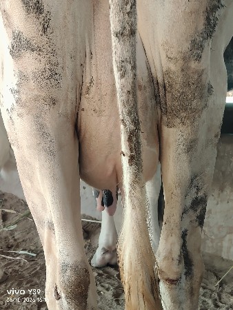 ગાય વેચવાની છે