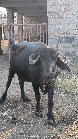 વેચવાની છે.