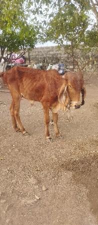 વાછડી દેવાનીછે