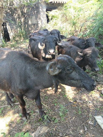 ખડેલા
