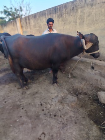 ભેંસ વેચવાની છે