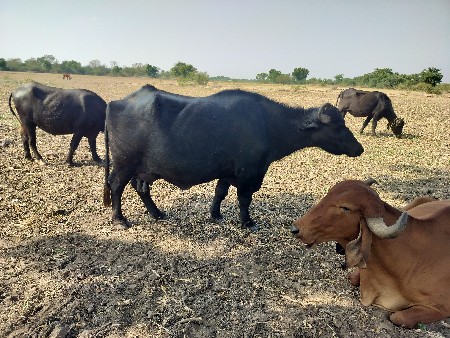 ભેંસ વેચવાની છે