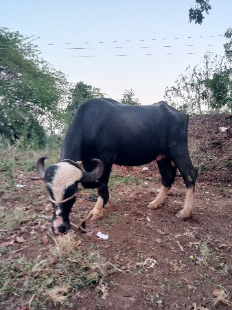 આ ભેંસ વેચવાની છે