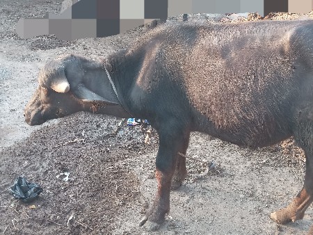 pado