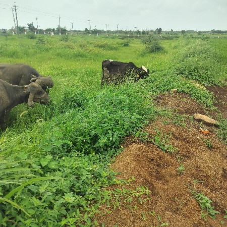 ભેસ