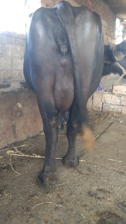 વેચવાની છે