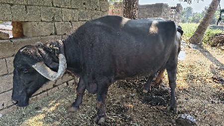 વેચવાની છે