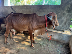 ગીર ગાય વેચવાની છે