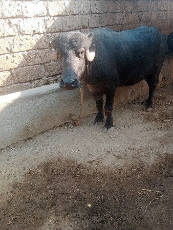 ખડેલું વેચવાનું છે