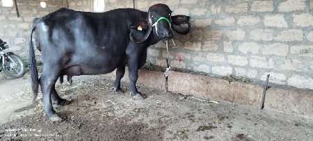 ભેંસ વેચવાની છે