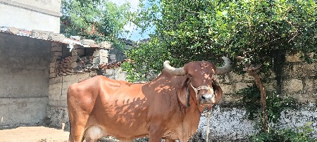 ગીર ગાય વેચવાની છે