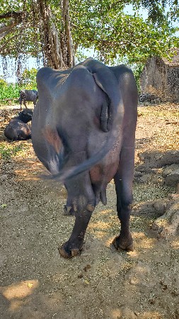 ભેંસ વેચવાની છે