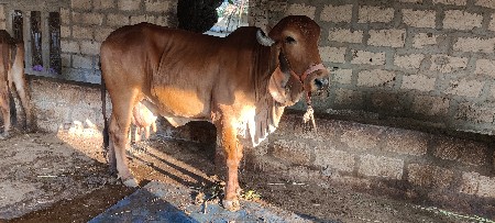 ગાય વેચવાની છે ,ગીર મોરબી મુંડો
