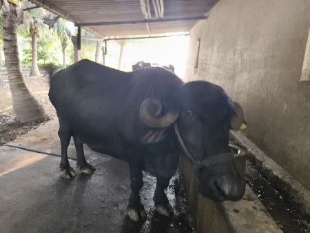 ભેંસ વેચવાની છે