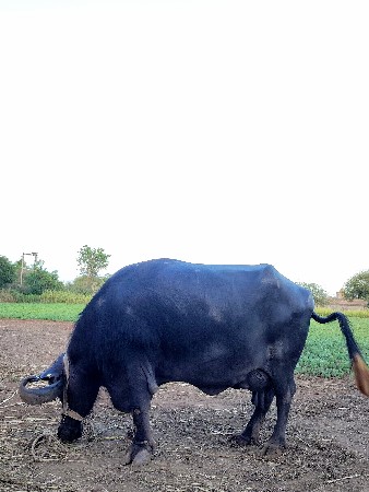 ભેંસ વેચવા ની છે