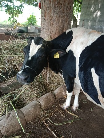 જર્સી ગાય વેચવાની છે