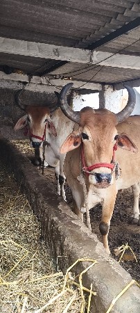 બળદ વેચવાના છે