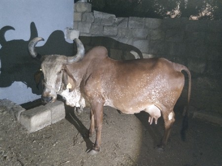 ગાય વેચવાની છે